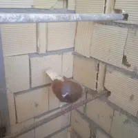 سرخ دم سفید با جوجه مفلق هما جنازشونو گرفتم