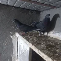 کبوتر همشون هم پرشی هم بازیدار|پرنده|اردبیل, |دیوار