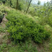 نهال یاس هلندی دوساله