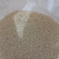 برنج هاشمی درشت دانه|خوردنی و آشامیدنی|آستانه اشرفیه, |دیوار