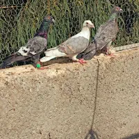 کفتر پشتی دوکت خطی|پرنده|شیراز, تندگویان|دیوار