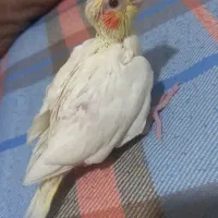 جوجه عروس هلندی لوتینو سرلاکی