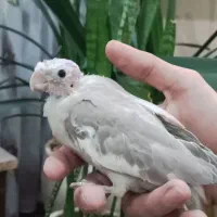 عروس هلندی جوجه