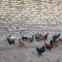 فروش 10عددمرغ جوان تخم گذار|حیوانات مزرعه|بزینه رود, |دیوار