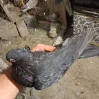 معاوضه ماده سیاه با نر