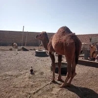 شتر پروار آرام نر