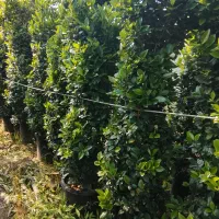 یاس هلندی همه سایز بار درشت