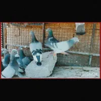 23عدد نر جنگنده