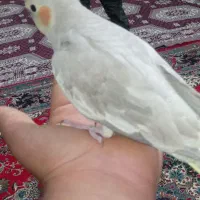 عروس هلندی|پرنده|بندر گز, |دیوار