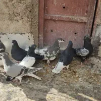 کفتر شهری بهبونی