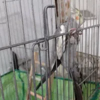 معاوضه با طوطی برزیلی نر