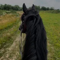 مسافرت و کمپ