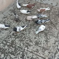 کفتر طوقی سرور سینه سیاه|پرنده|تهران, بهارستان|دیوار