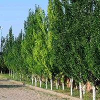 عرضه نهال اقتصادی سنوبر نیگرا
