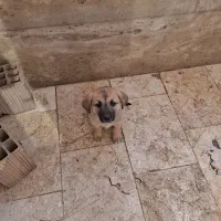 واگذاری رایگان سگ|سگ|اندیشه, اندیشه فاز ۵|دیوار