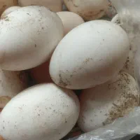 فروش تخم غاز خوراکی