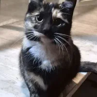 واگذاری گربه ماده