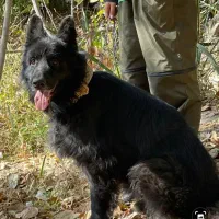 سگ ماده بلک