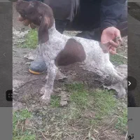 پویینتر المانی