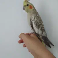 یک جوفت عروس هلندی گوال باقالی