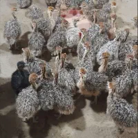 جوجه شتر مرغ