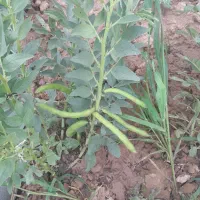 ۵۰۰۰متر باقلا یکجا بفروش میرسد