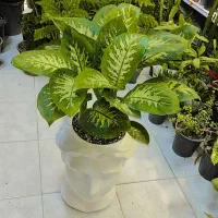 گل آپارتمانی دیفن باخیا چند شاخه ای بزرگ و متوسط