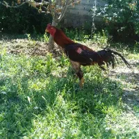 مرغ و خروس لاری