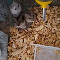 همستر با وسایل