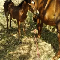 اسب|اسب و تجهیزات اسب‌سواری|آوج, |دیوار