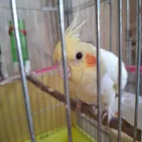 عروس هلندی جوان|پرنده|شیراز, شهرک فرهنگیان|دیوار