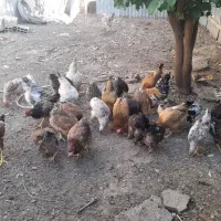 مرغ تخم گذار|حیوانات مزرعه|شوشتر, |دیوار
