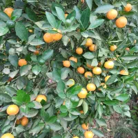 فروش کالاموندین (نارنج مینیاتوری)|خوردنی و آشامیدنی|شاندرمن, |دیوار