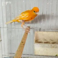 تعدادی قناری نر و ماده آماده|پرنده|کرج, شهرک بنفشه|دیوار