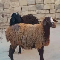 فروش چهار راس بره نر