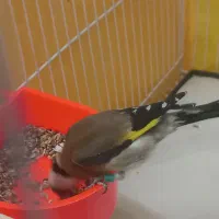 سهره نر عطیفه رخ اروپایط|پرنده|مشهد, طلاب|دیوار