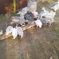 جوجه بوقلمون|حیوانات مزرعه|رودسر, |دیوار