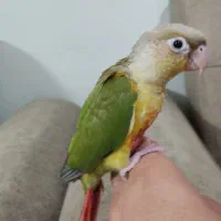 جوجه گرینچیک سرلاکی نرمه خور آناناسی رد فاکتور