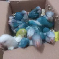 راهب. عروس . گرینجیک