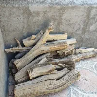 فروش مقداری چوب تنه درخت خشک