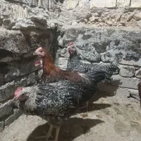 جوجه خروس محلی