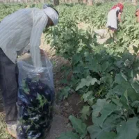 ۵هکتار زمین کشاورزی با آب دایرموتور وقنات|فروش دفتر صنعتی، کشاورزی، تجاری|کهریزک, |دیوار