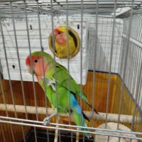 جفت طوطی برزیلی مولد معاوضه با ملنگو یا گرینچیک