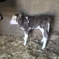 گاو شیری باگوساله سیمینتال ماده