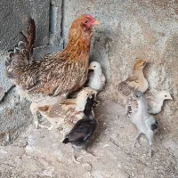 مرغ ریش با ۱۰ تا جوجه