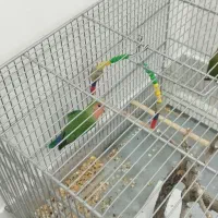 طوطی برزیلی|پرنده|دهگلان, |دیوار