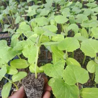 نهال،خیار،گوجه،بادمجان