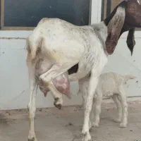 بزپاکستانی