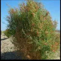 خارشتری سبز