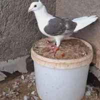 پرنده کبوتر